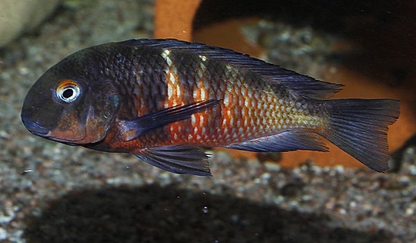 Tropheus Red Belly